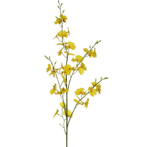 Yellow orchid spray