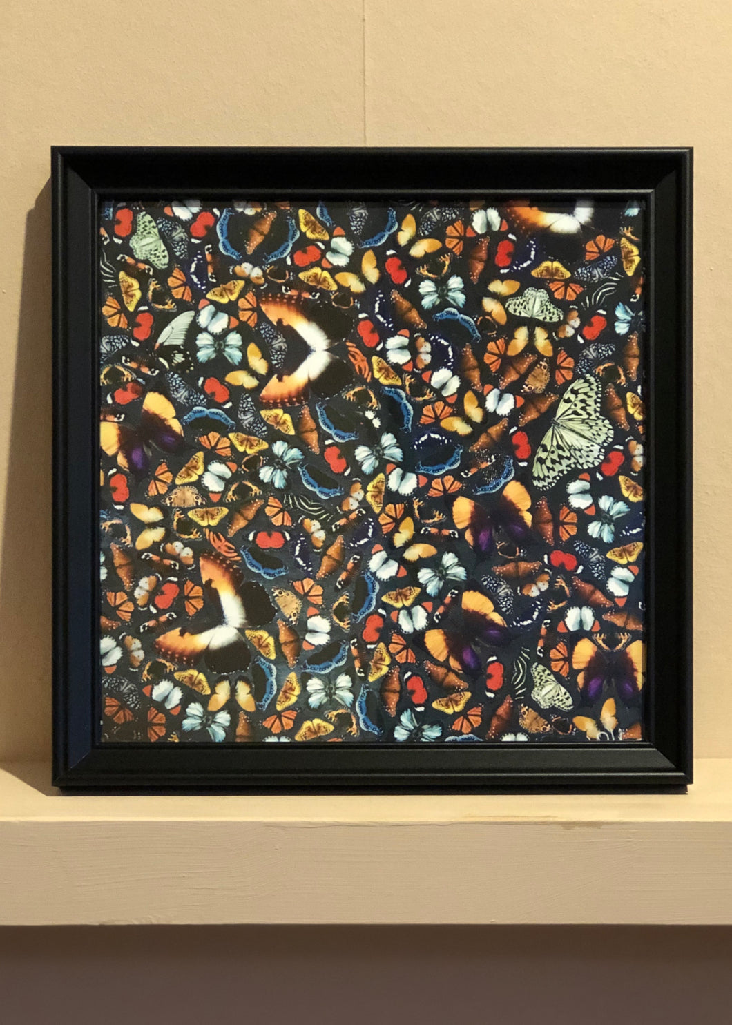 Butterfly - Framed print (square)